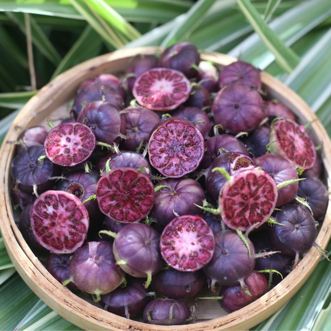 （顺丰包邮）云南文山蜘蛛果红果参新鲜采摘稀有当季鲜果现摘现发