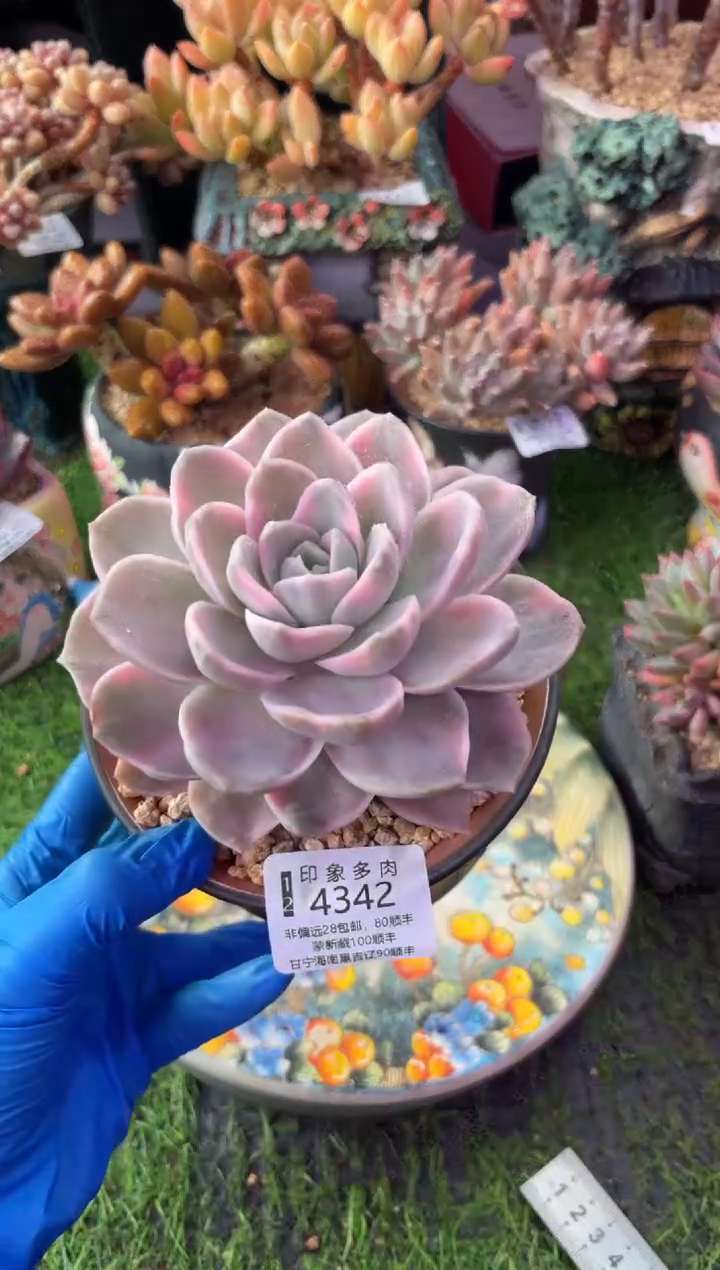 昆明印象多肉4342
