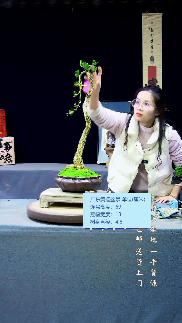 【闪购商品】雀舌黄杨盆景雀舌黄杨盆景