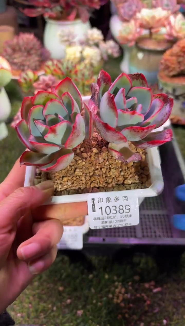 【闪购商品】10389