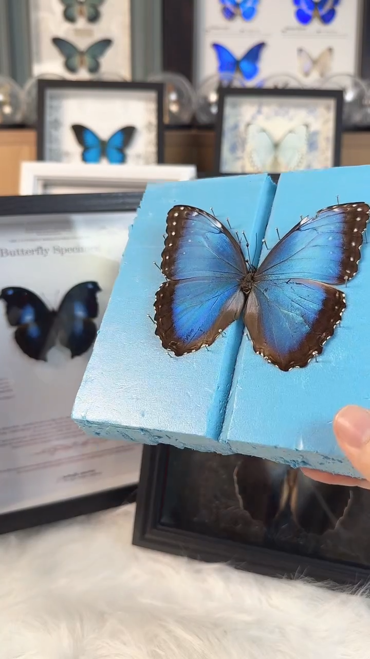 真实天然蝴蝶标本