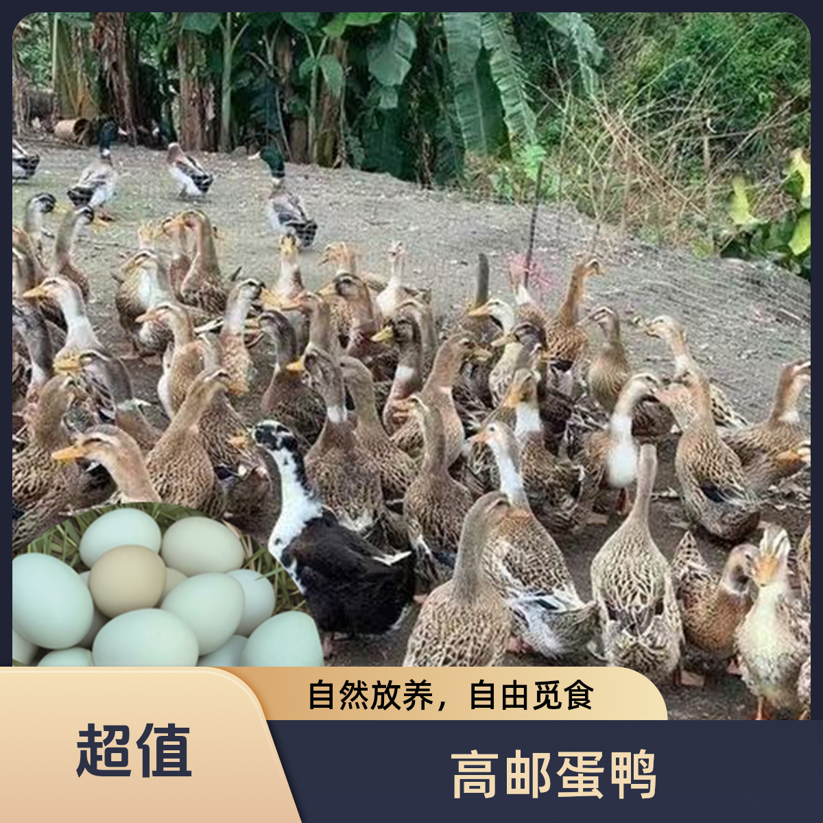 【高邮蛋鸭】可散养圈养顺丰包邮可作宠物