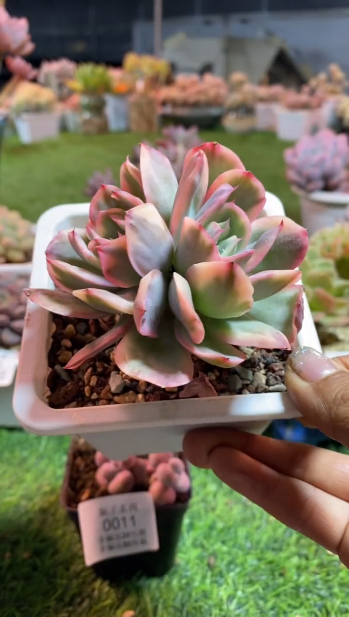 【闪购商品】0091a