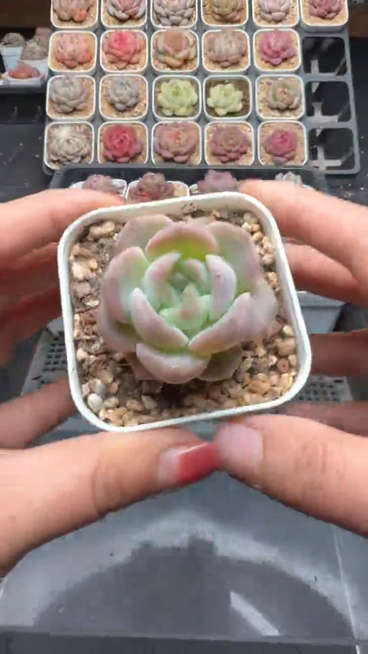 【闪购商品】896号珍妮多肉一物一拍3单包邮