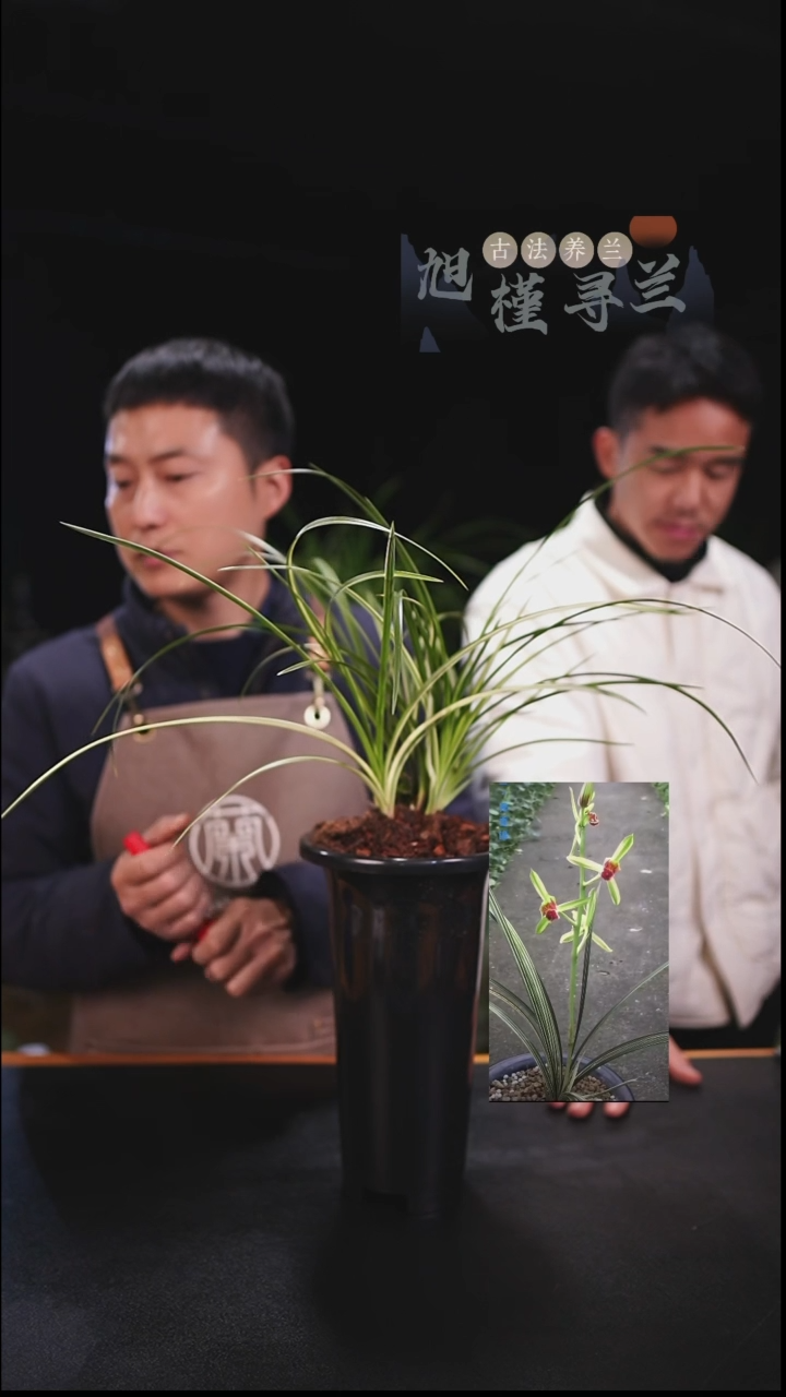 当前无花栽培后可以开花刚***你蕙兰秀香锦（7苗连体）