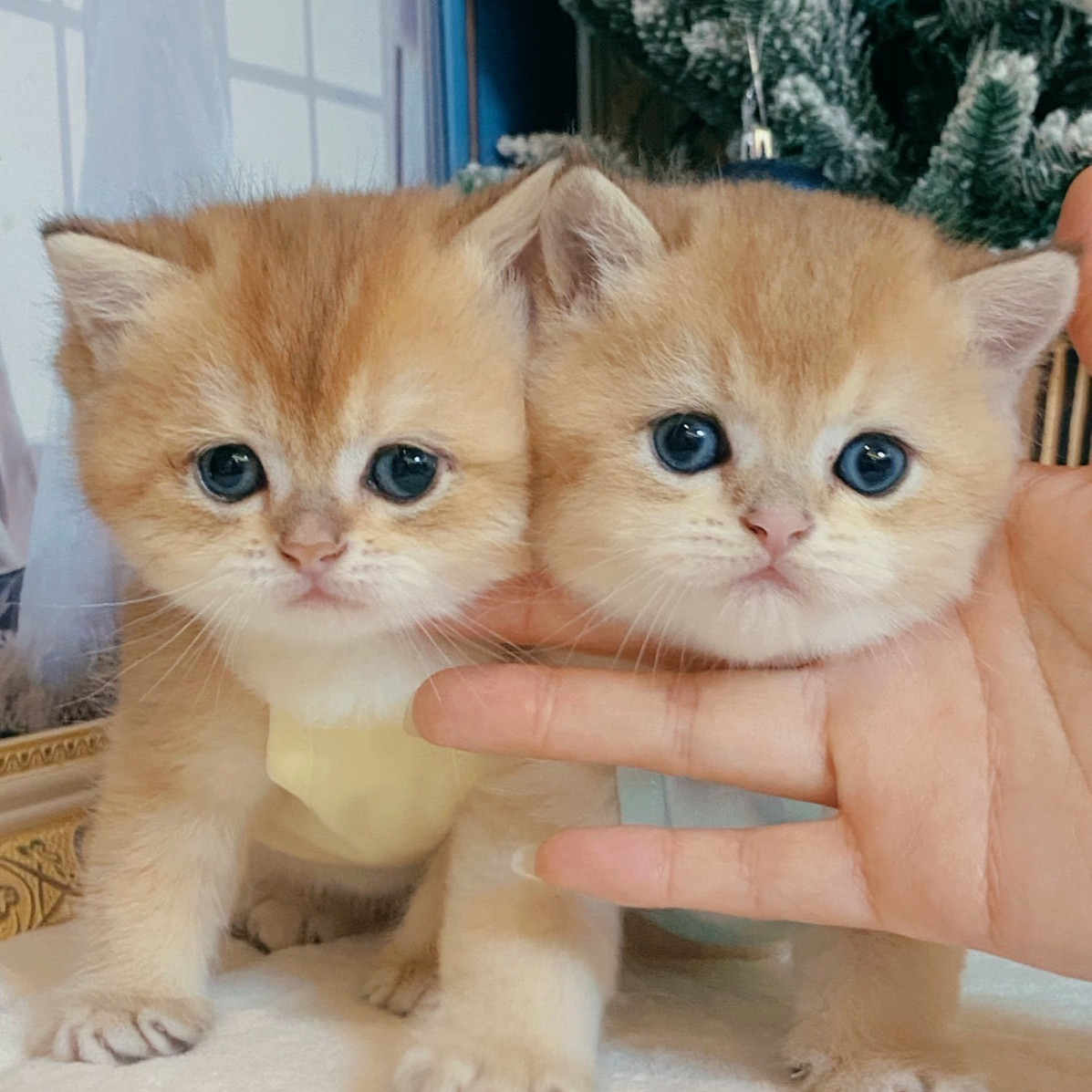 甜美可爱金渐层猫咪