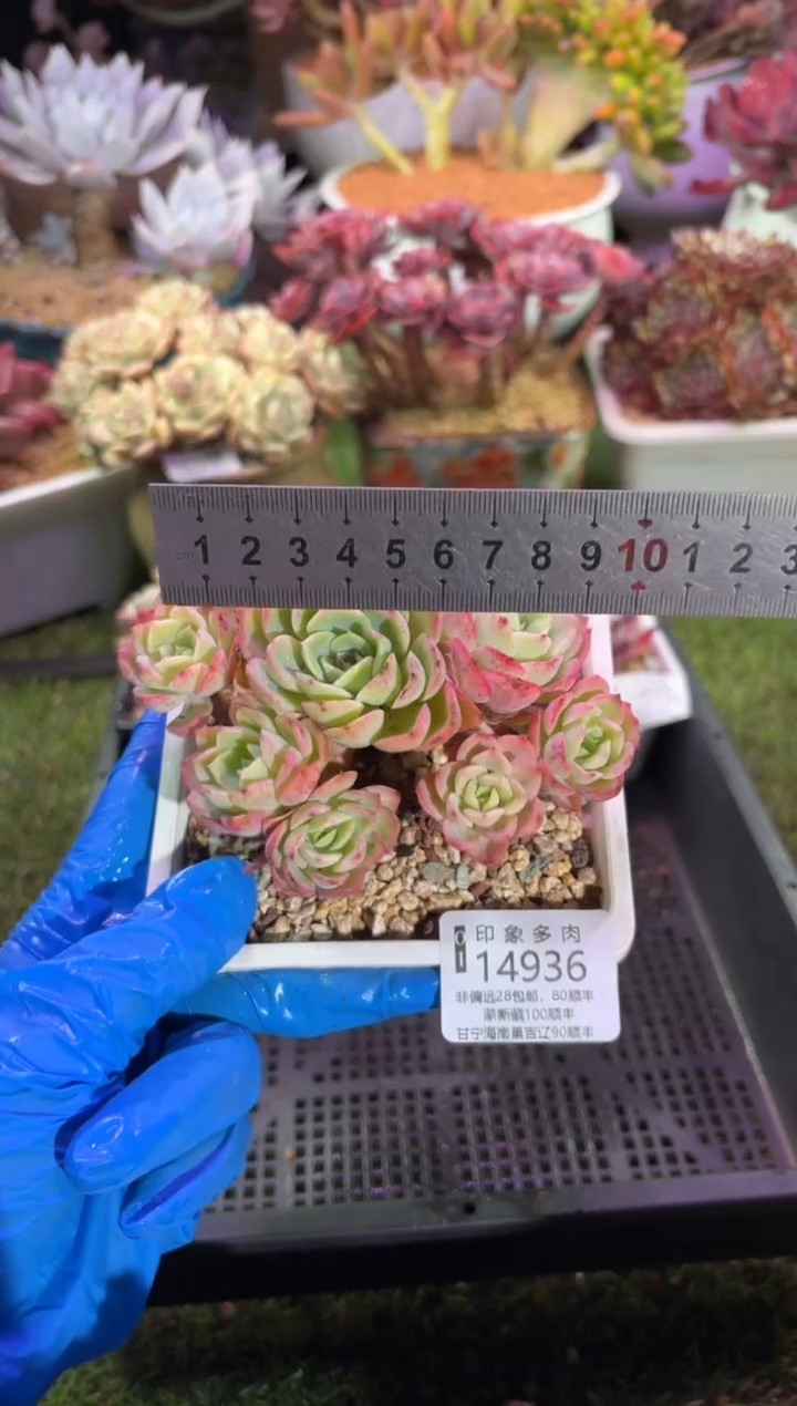 【闪购商品】14936