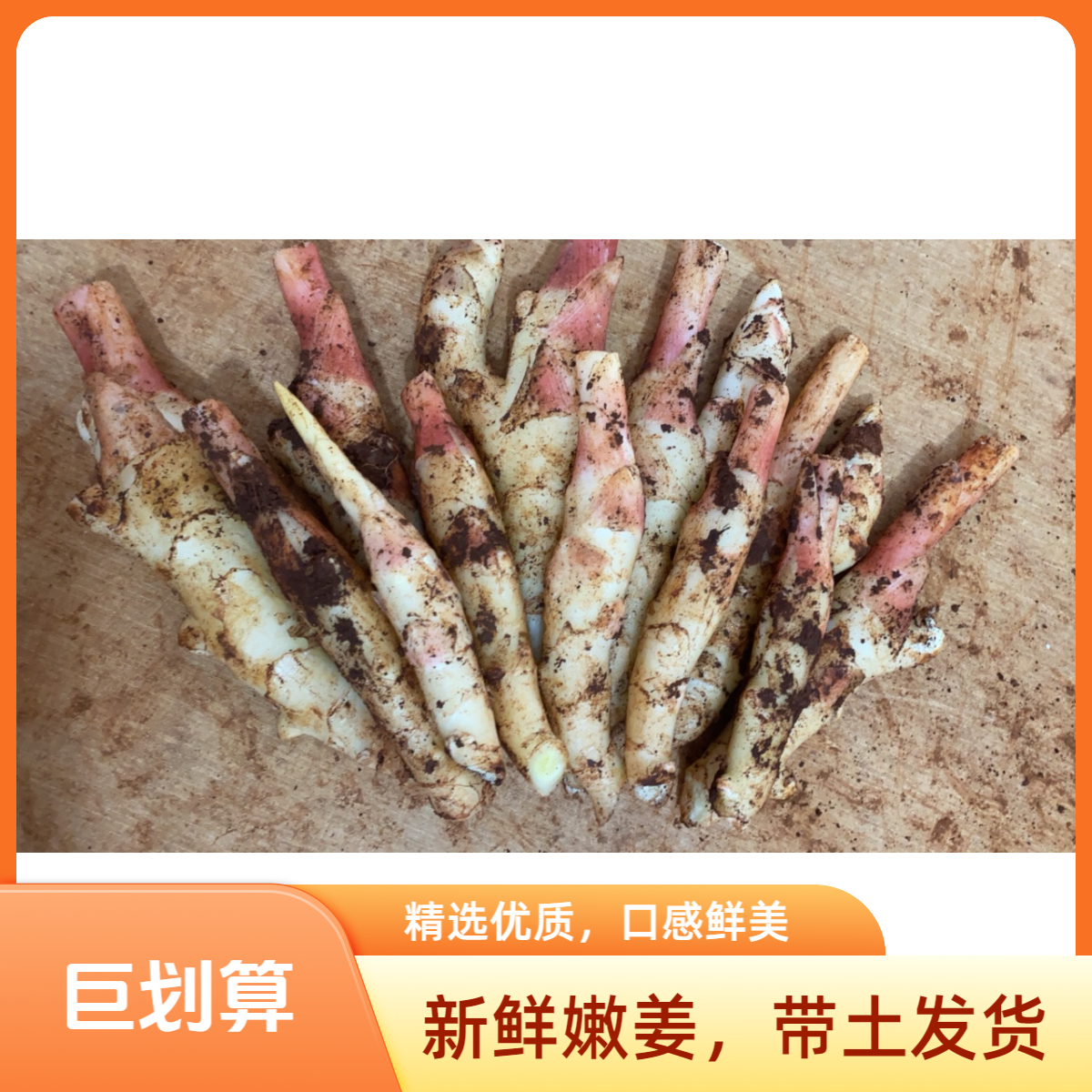 独根姜芽精品红芽嫩姜新鲜仔姜子姜泥姜生姜四川姜芽