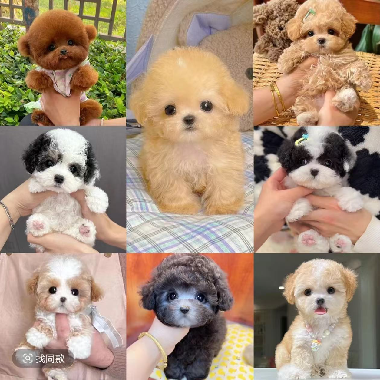 （王朝犬业）T狗狗活体