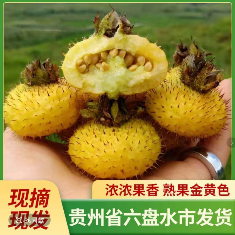 贵州六盘水现摘刺梨鲜果当季新鲜现摘现发时令水果次大林