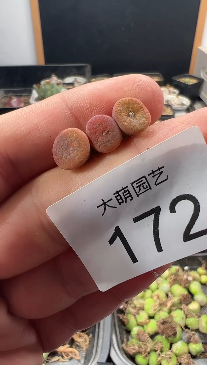  一物一拍         172