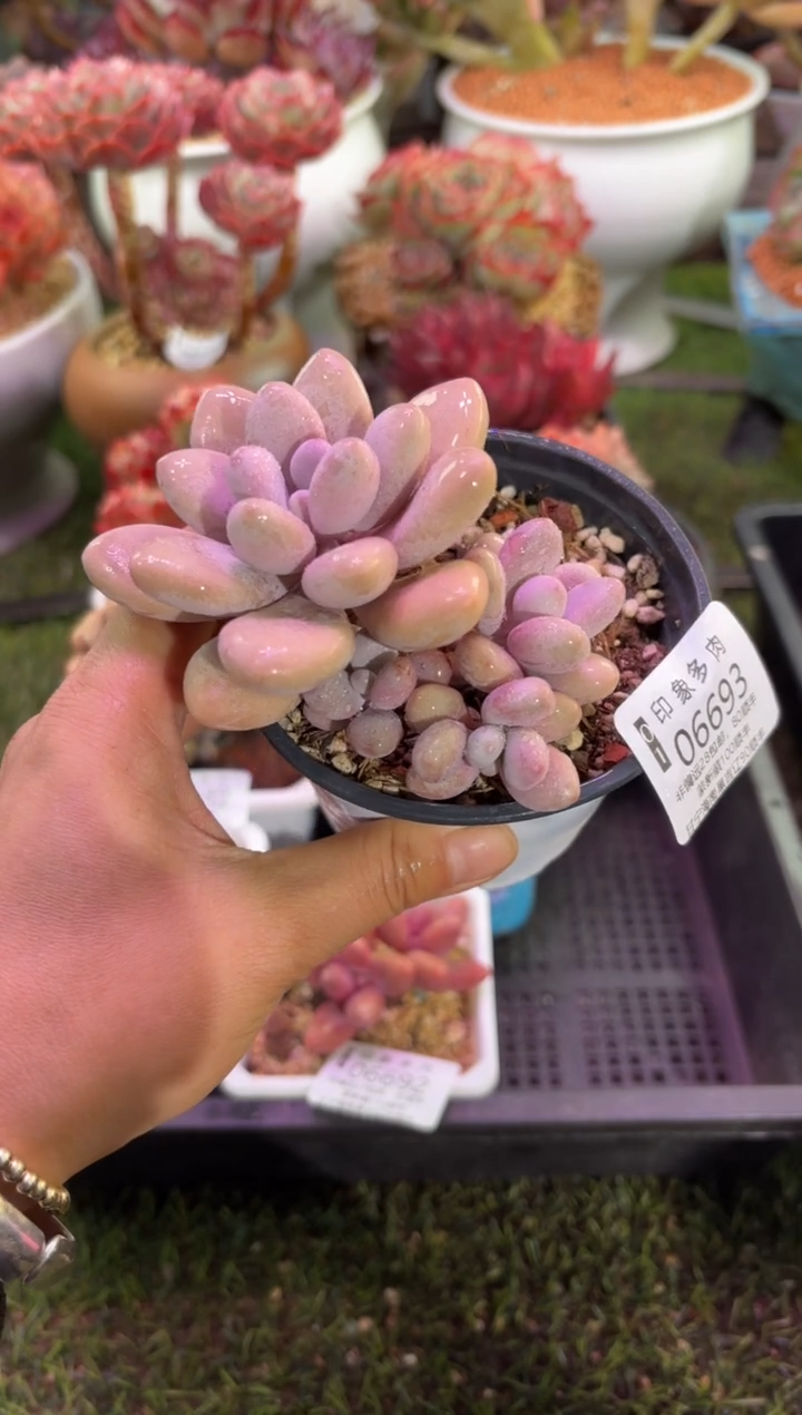 【闪购商品】06693