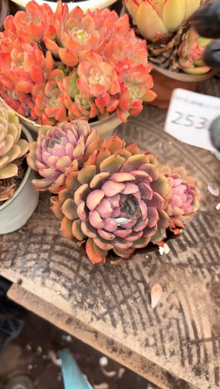 我***火多肉植物一物一拍25329