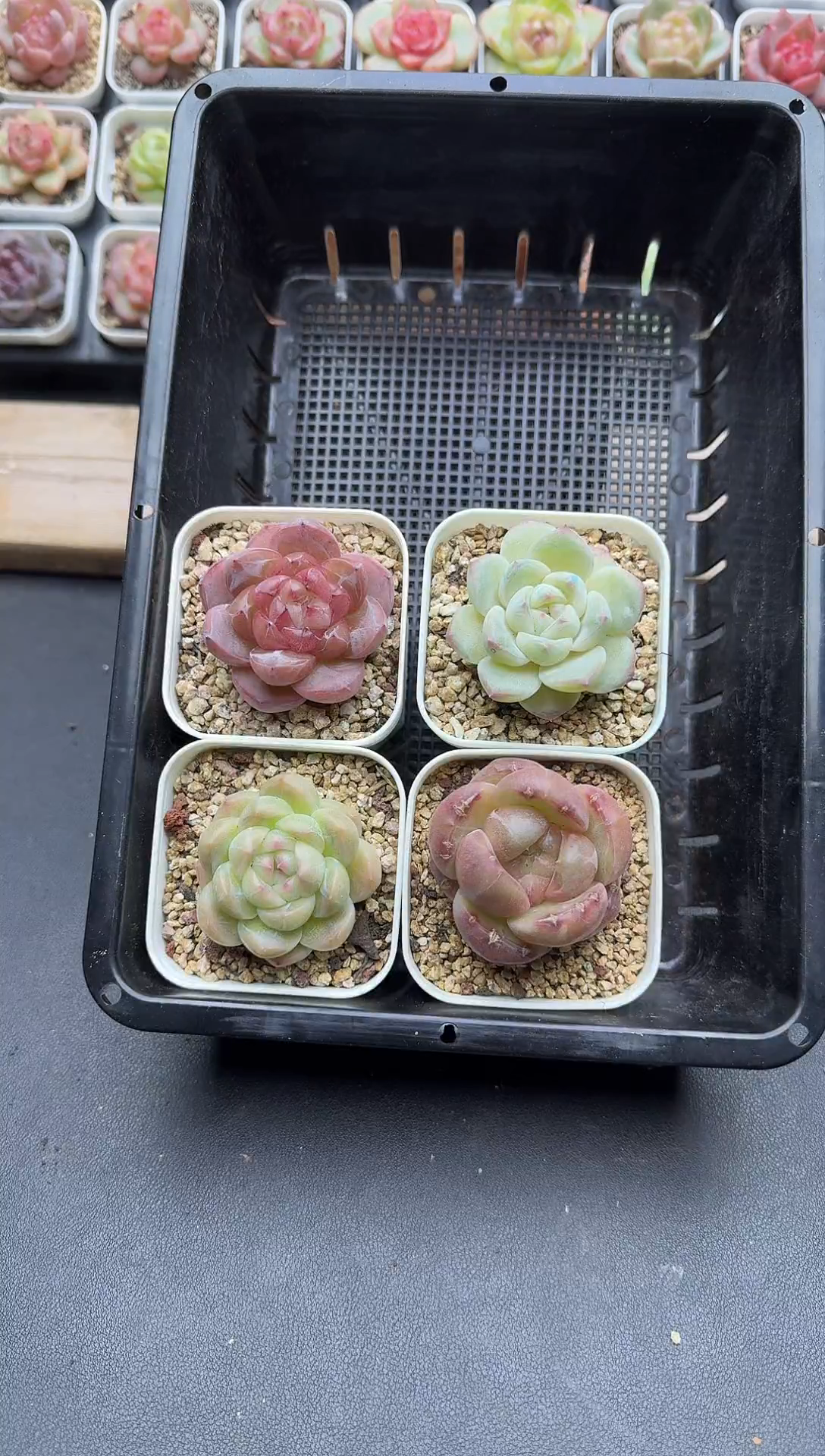 珍妮杂交多肉B11