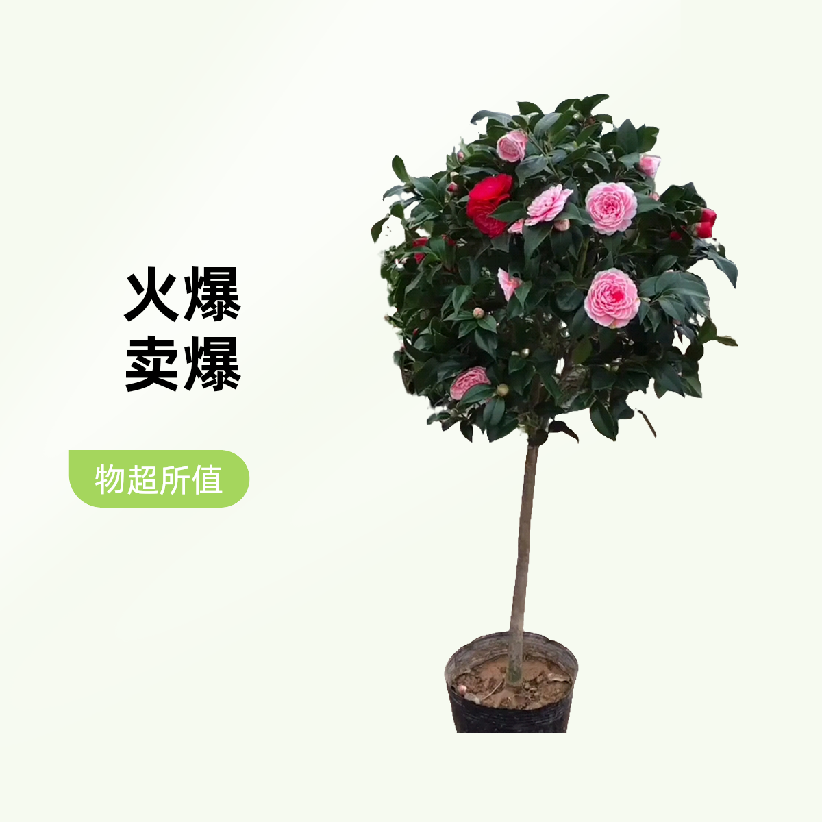 高杆棒棒糖树形五色赤丹红赤丹香妃庭院地栽耐寒易养活一物一拍