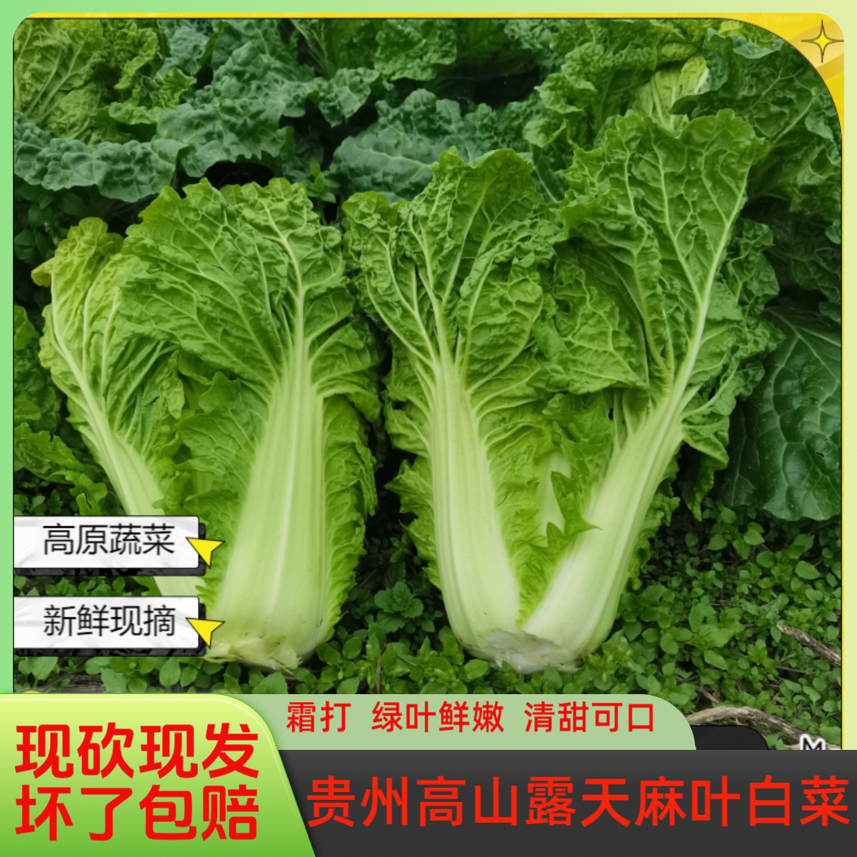 贵州高山露天霜打麻叶青白菜新农家自种火锅菜鲜大白菜产地直销