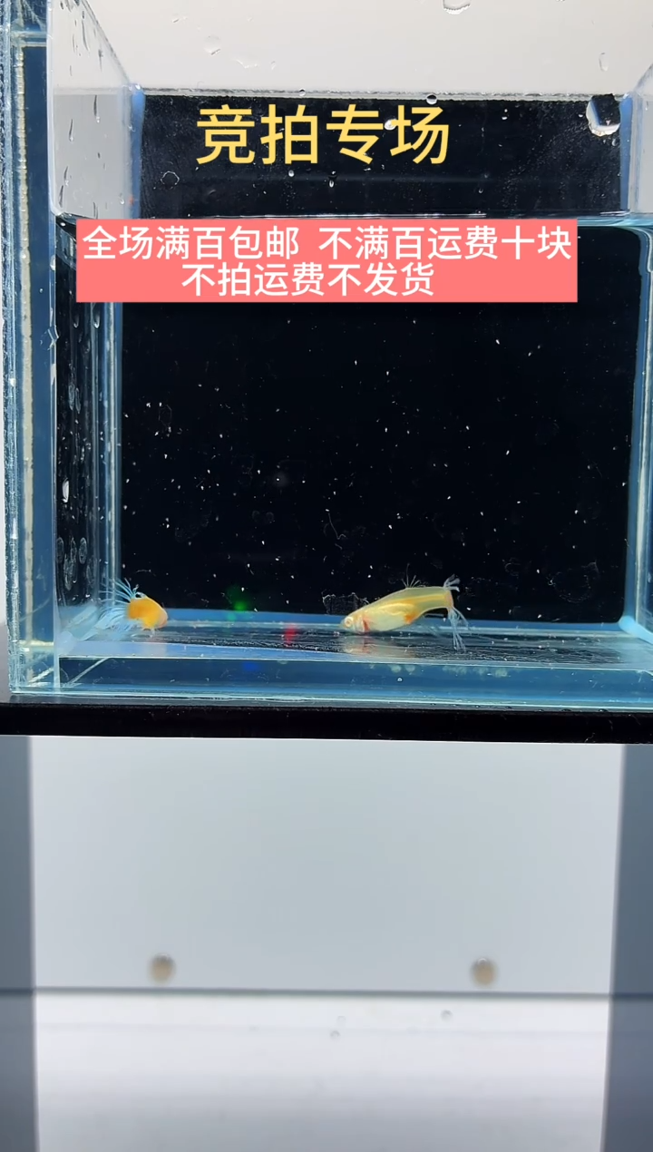 孔雀鱼蓝白冠尾一对-39