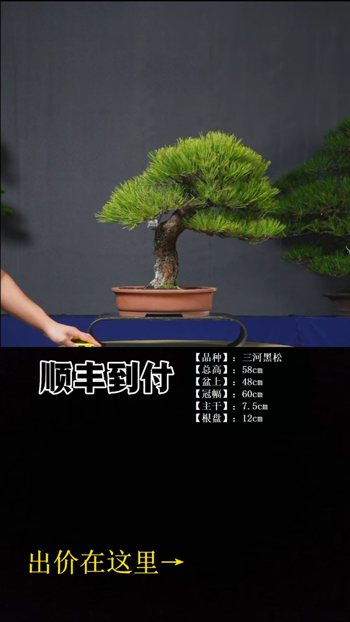 无花朵c388三河黑松bubaoyou