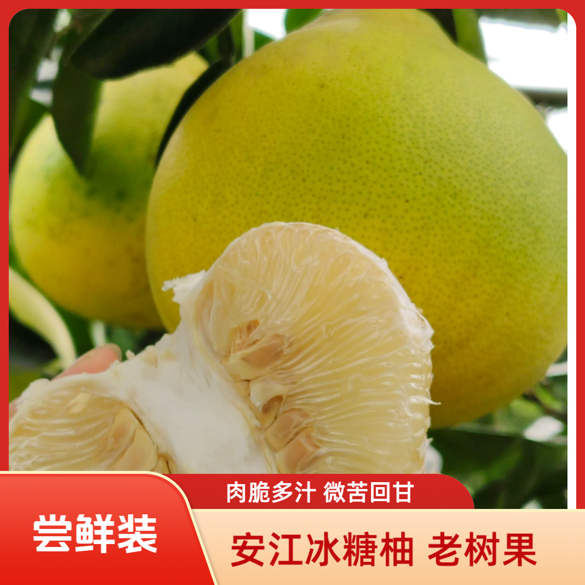 湖南省安江雪峰冰糖柚老树果怀化小土柚麻麻柚小苦柚