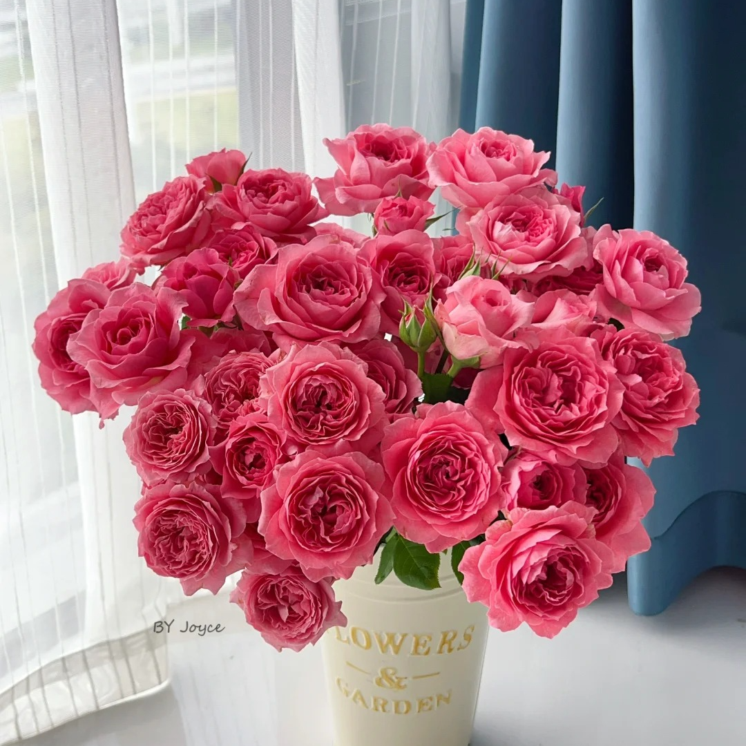 珊瑚果冻，玫瑰，1单冷链包邮，2单升级京东或者顺丰，远的发德邦   