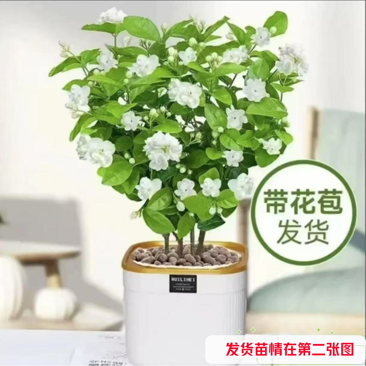 【带盆发货带花苞精品茉莉】重瓣茉莉花盆栽可室内外种植浓香好养活