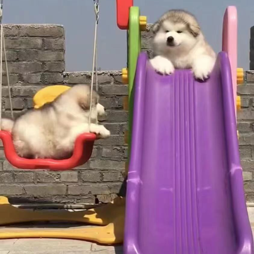 新（赢赢家）狗狗活体