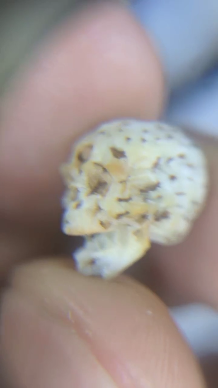 星月菩提吊坠42星月骷髅混发多样性发货发其一