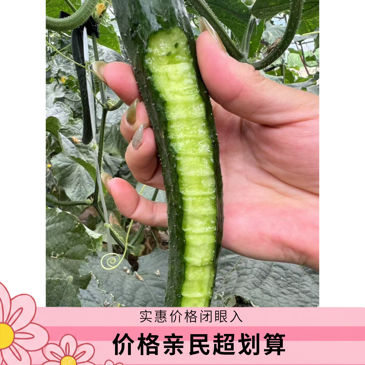 【京东特快】本地标榜黄瓜