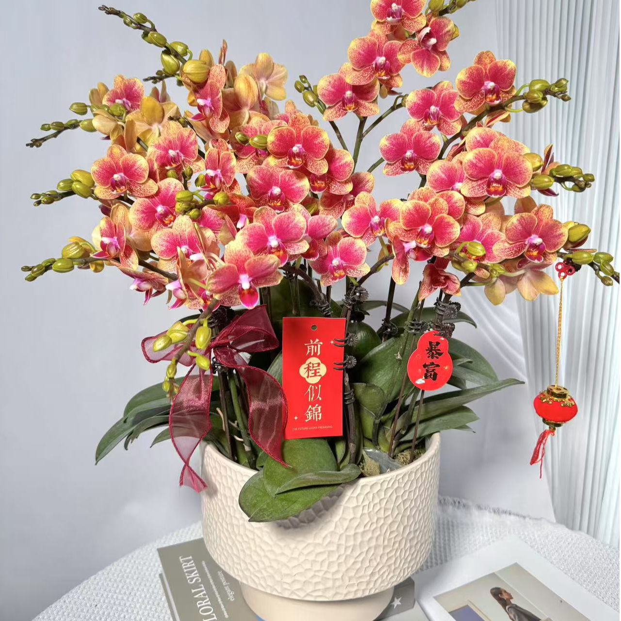 蝴蝶兰<金蝶>3.5寸年宵花 鲜花绿植 带花带花苞 送人送礼