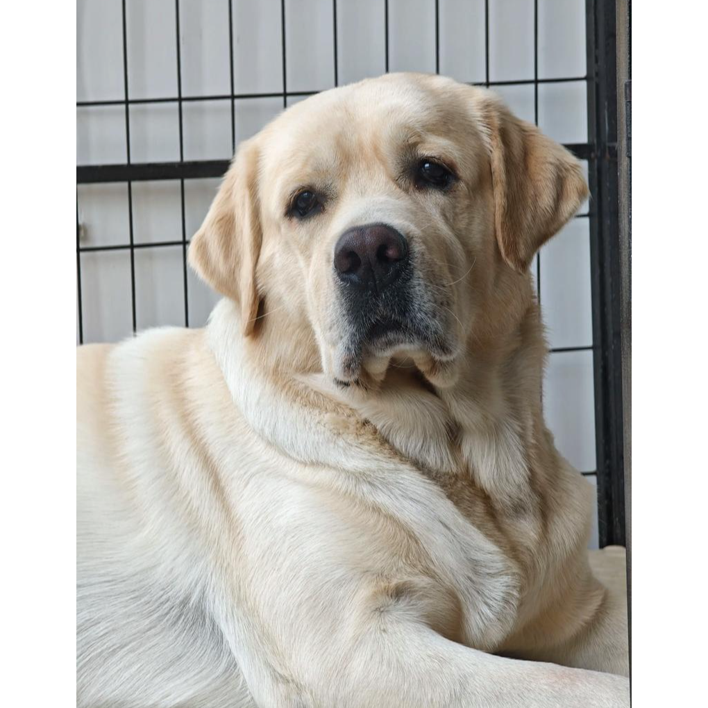 拉布拉多幼犬活体宠物狗健康可爱适合家庭饲养