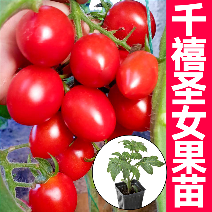 寿光红千玺圣女果番茄苗皮薄多汁阳台庭院小菜园种植