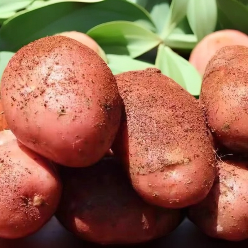 土豆/新鲜土豆1kg kg
