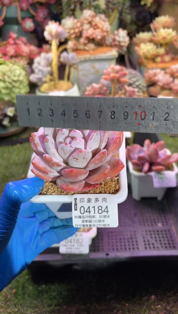 【闪购商品】04184