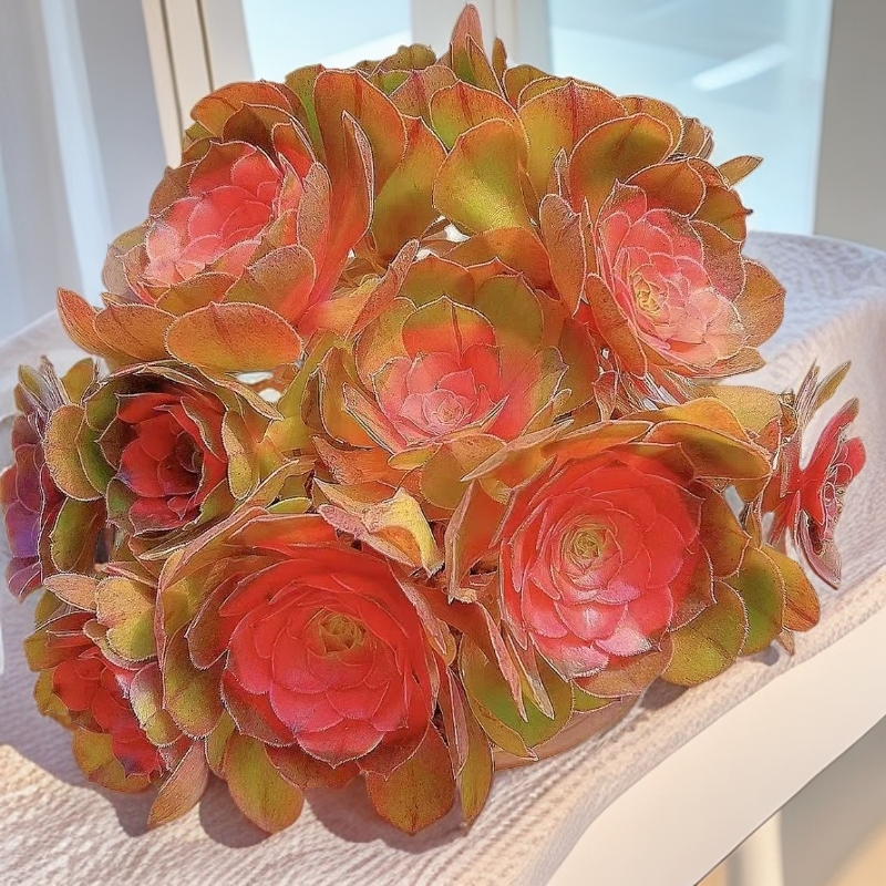 倾城玫瑰法师多肉植物整桩整颗室内办公桌客厅可养脱土裸根发货