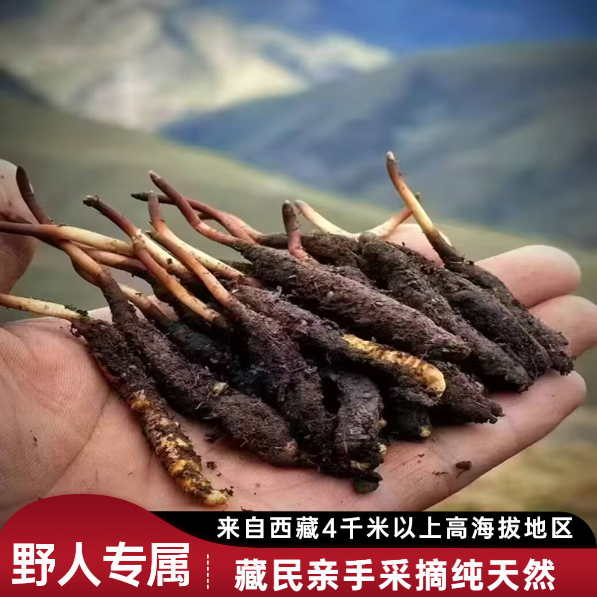 【野人专属】西藏正宗新鲜虫草2025头期冬虫夏草精选鲜虫草虫草直播