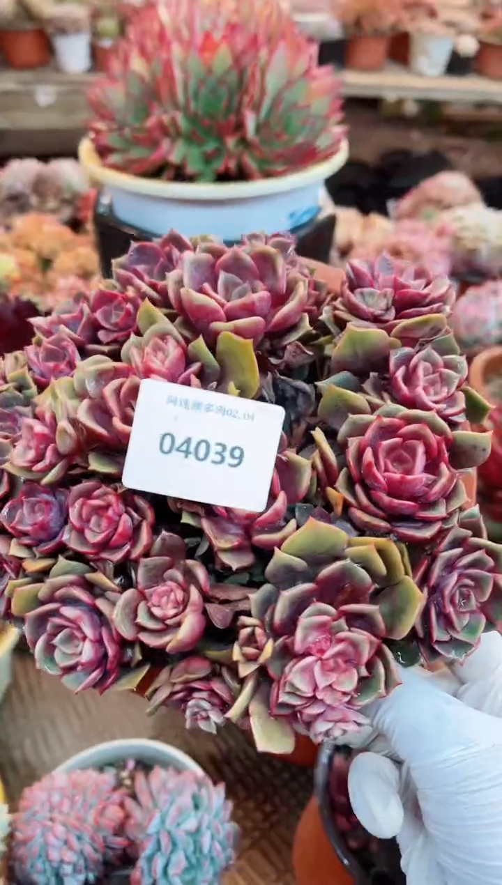 【闪购商品】04039