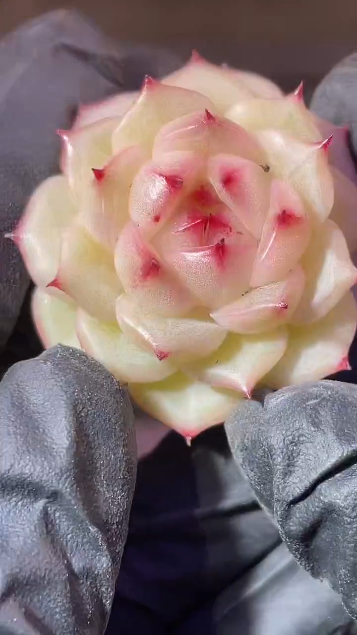 34-53 天命2-3厘米量拍发一颗