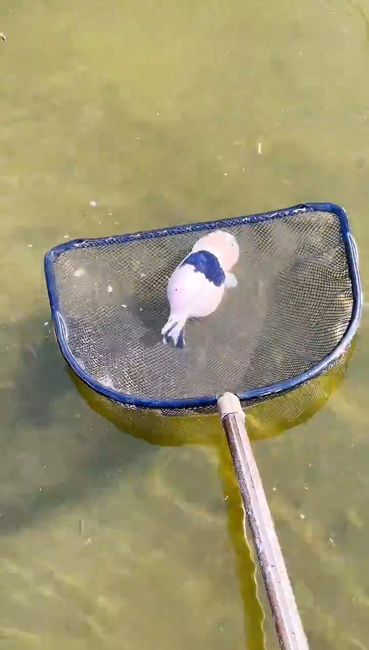 金鱼石*鱼水娃娃观赏鱼兰寿金鱼  不包邮