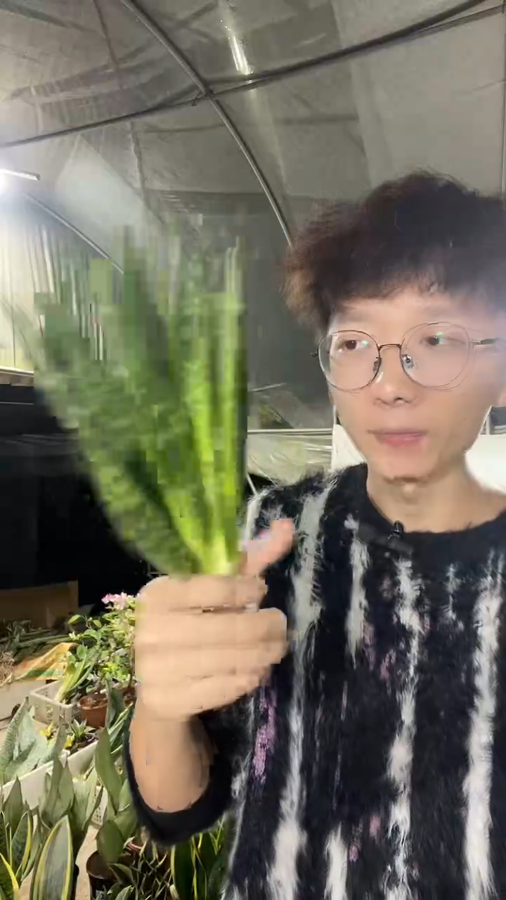 母本脱土贝壳虎皮兰18.8