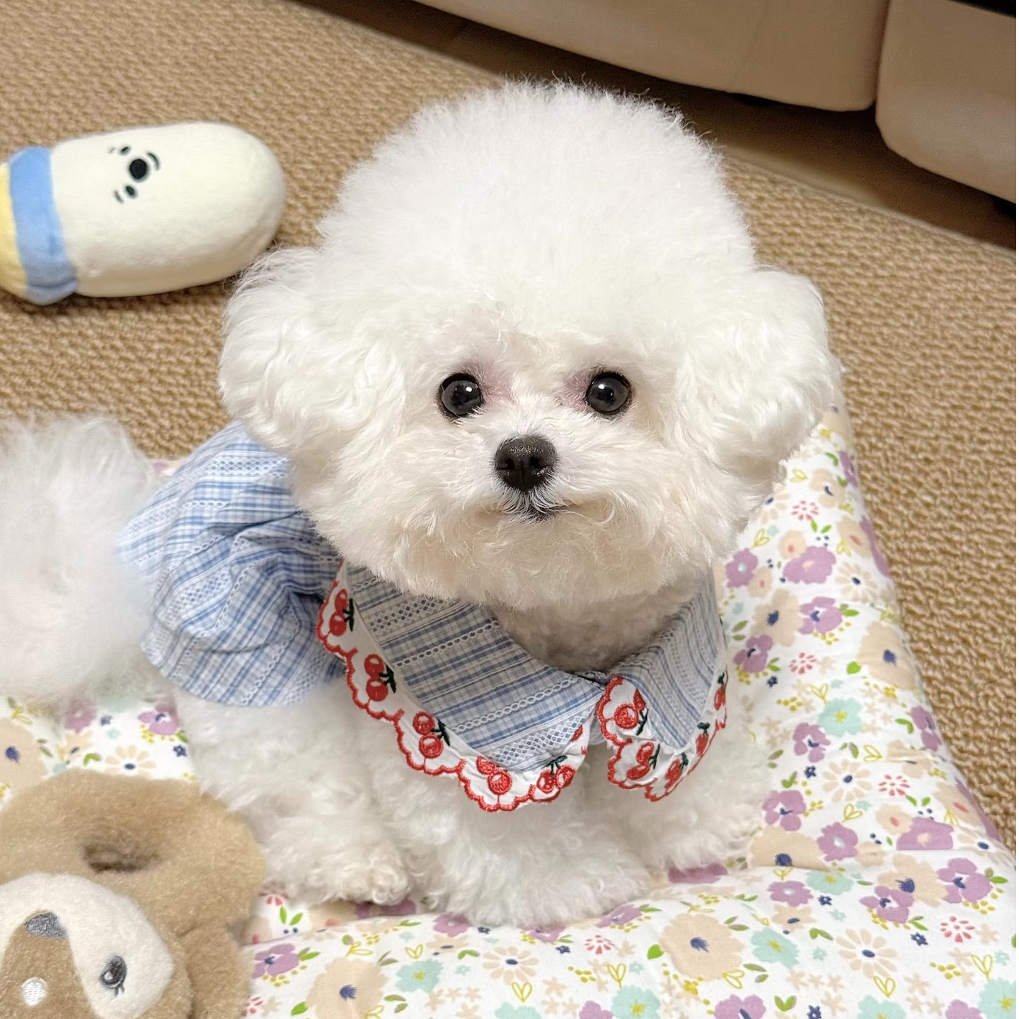 （全品类幼犬活体）含比熊，博美，柯基，泰迪，金毛等宠物幼犬