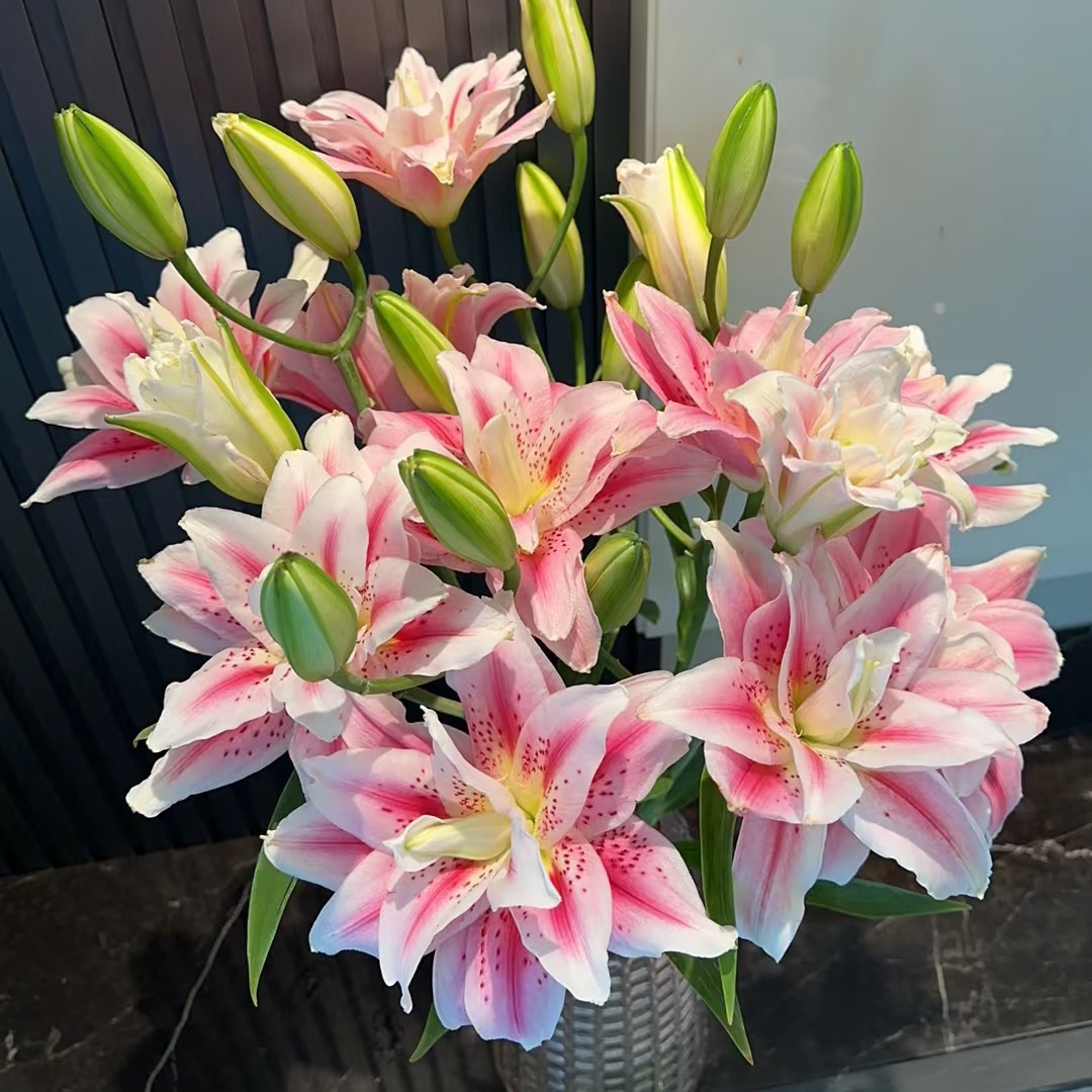 【太平盛世】 24/25重瓣百合花种有香味香水百合庭院鲜花阳台花球