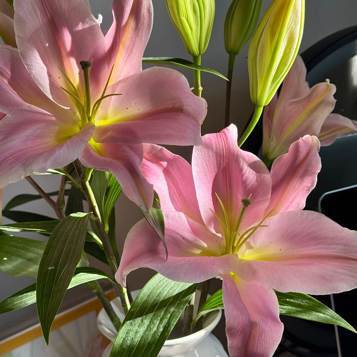 【大聪明卖花】粉公主百合 任意两单花材升级顺丰冷链或德邦快递