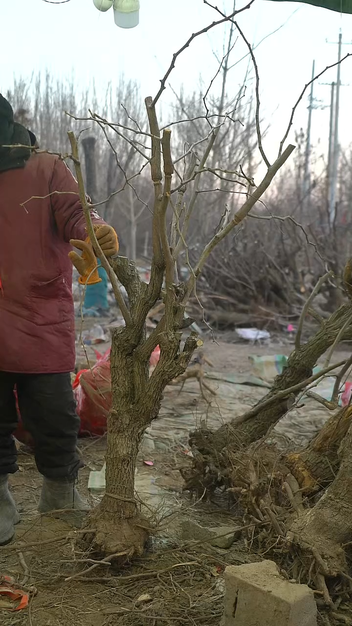 完全开放枣树   1424