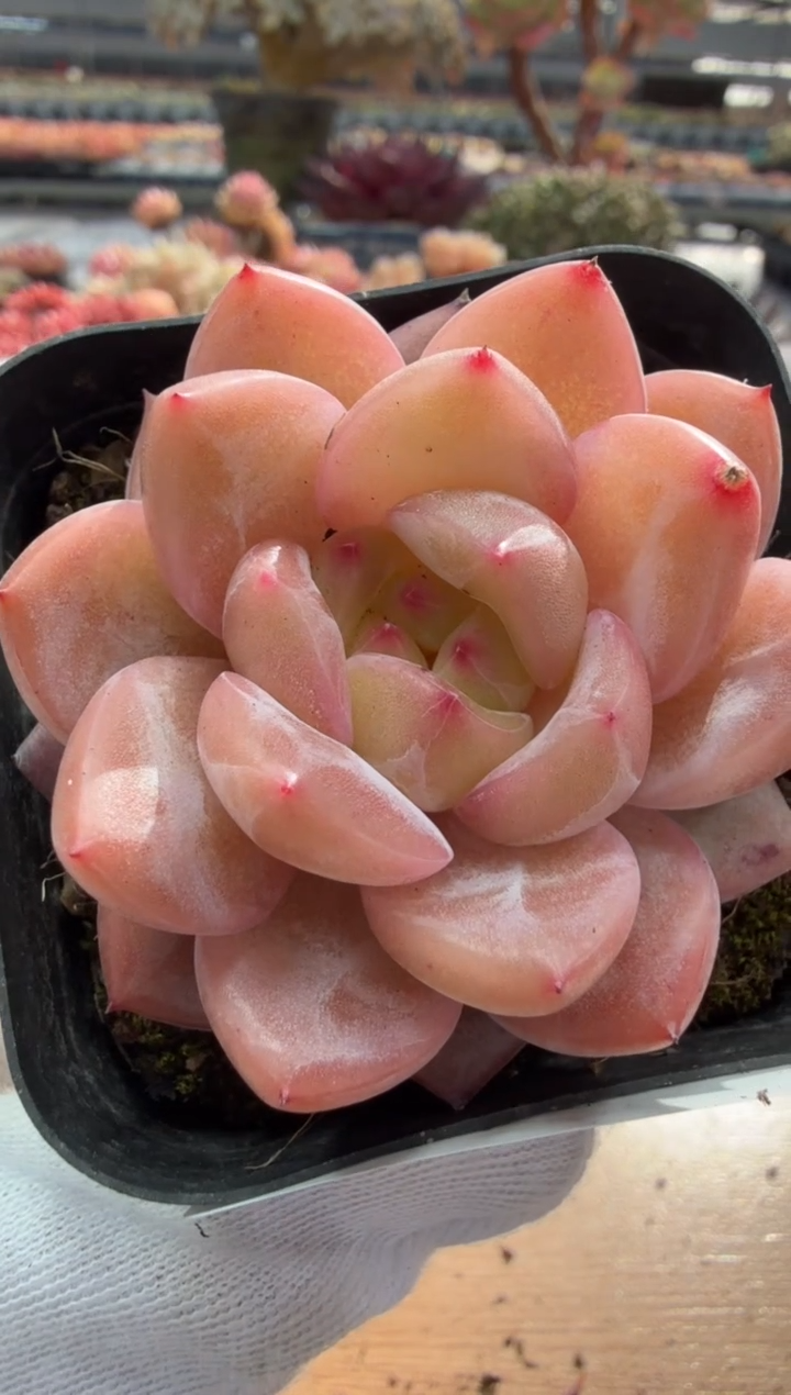 东云多肉园二店-171