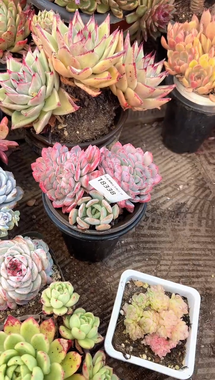 汪*多肉植物一物一拍18338