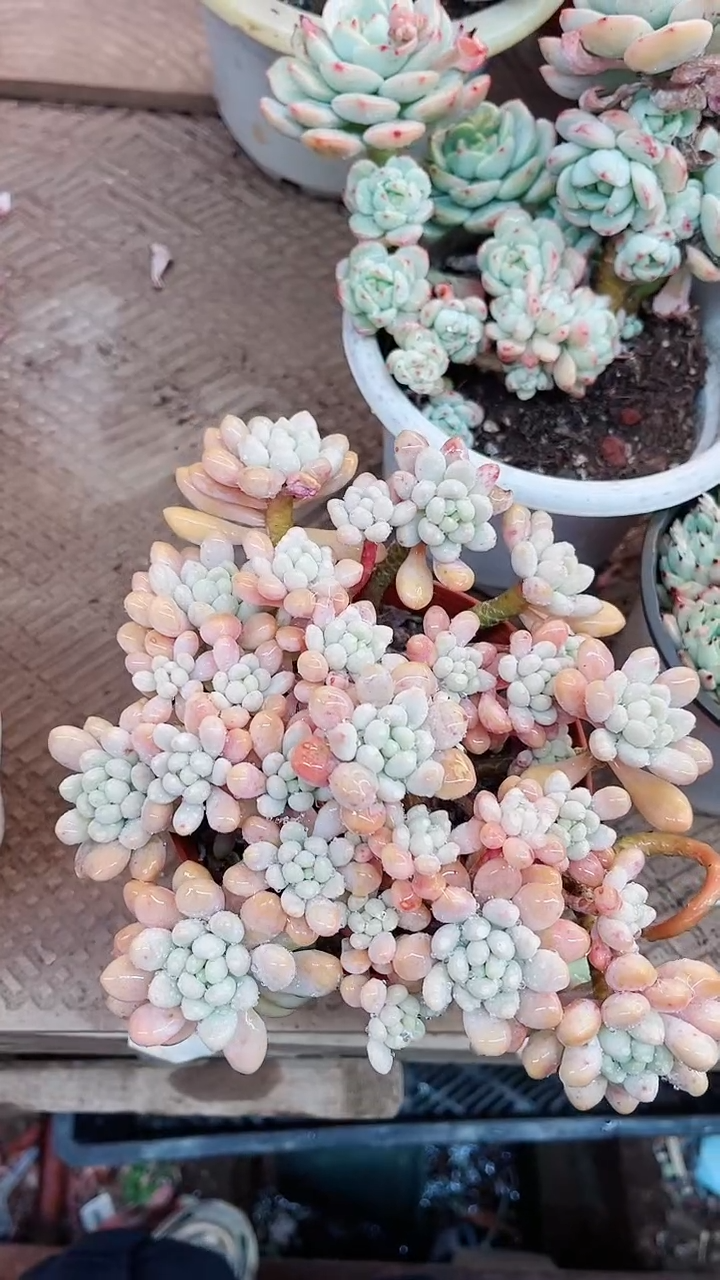 【闪购商品】15137