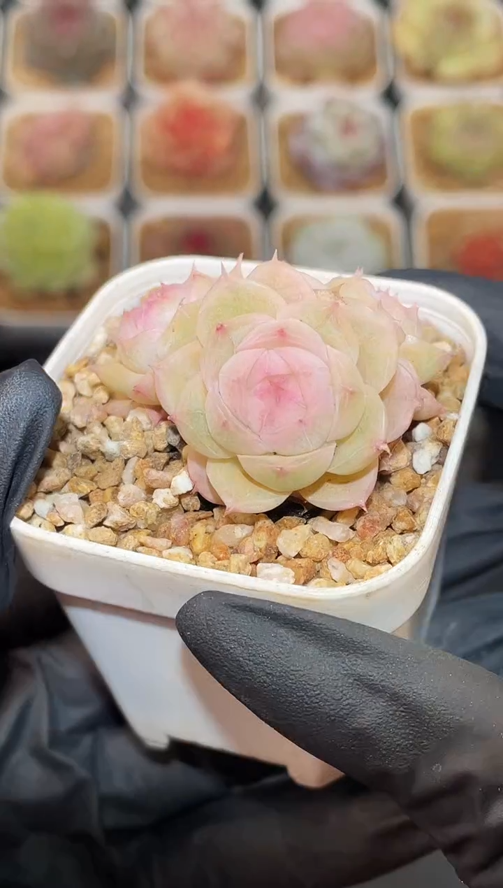 闪购3013 粉心p糖不包整散多肉一颗