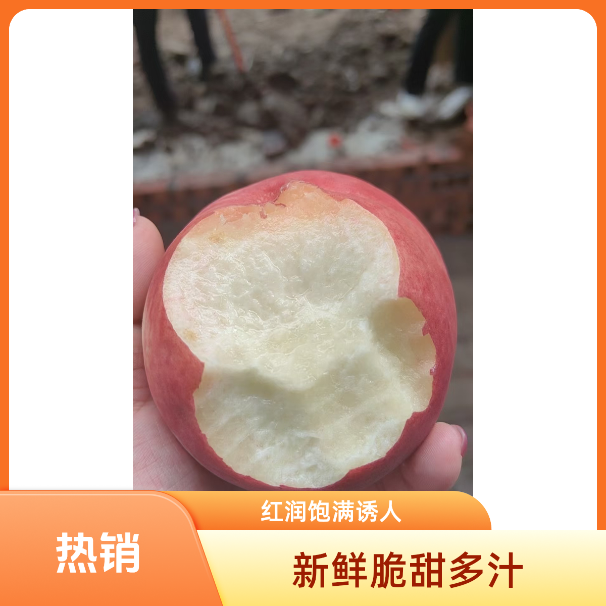 蓟县毛桃绿化九 500g天津市