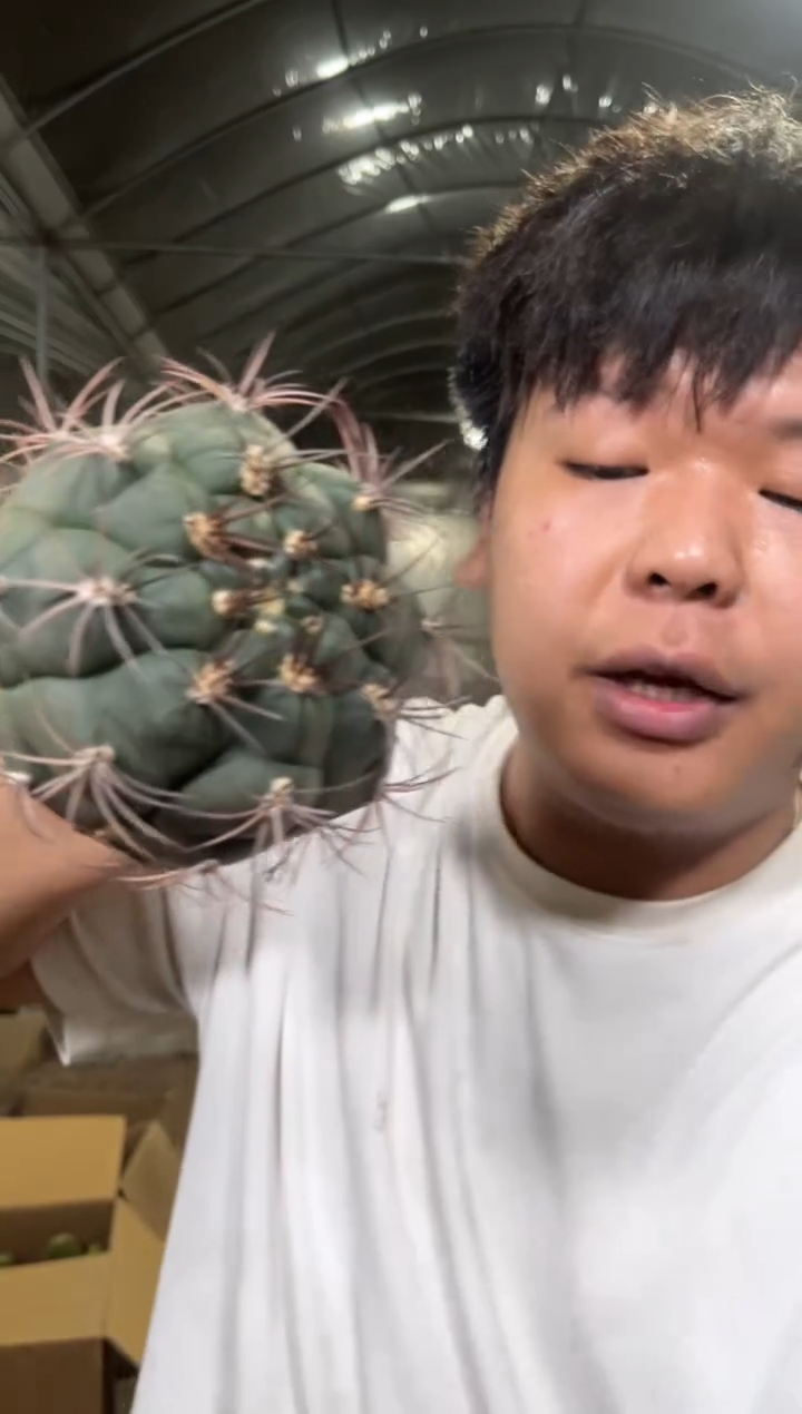 实生根 新天地 8-11cm