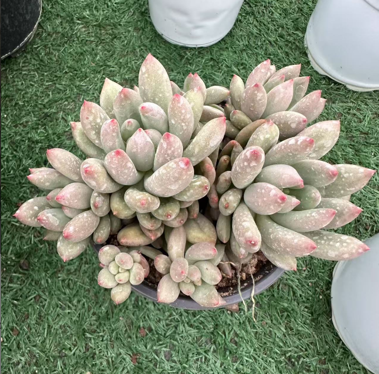 多肉植物多头言子随机一颗